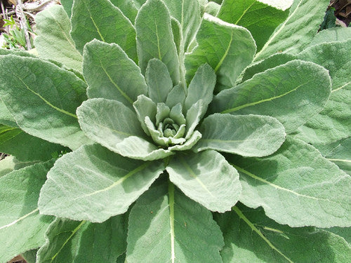 The Power of Mullein Leaf: Top Benefits for Respiratory Health