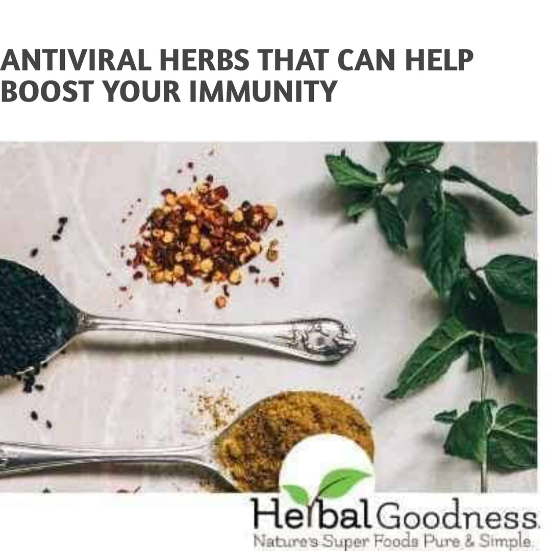 Antiviral Herbs That Can Help Boost Your Immunity | Herbal Goodness