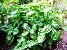 Basil: The Herb for Flavor, Health, and Wellness