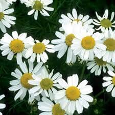 Chamomile: The Natural Remedy for Relaxation, Sleep, and Digestion