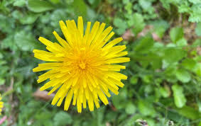 Dandelion: The Powerful Herb You Didn't Know You Needed