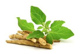 The Powerful Benefits of Ashwagandha: A Natural Adaptogen for Stress, Energy & Wellness