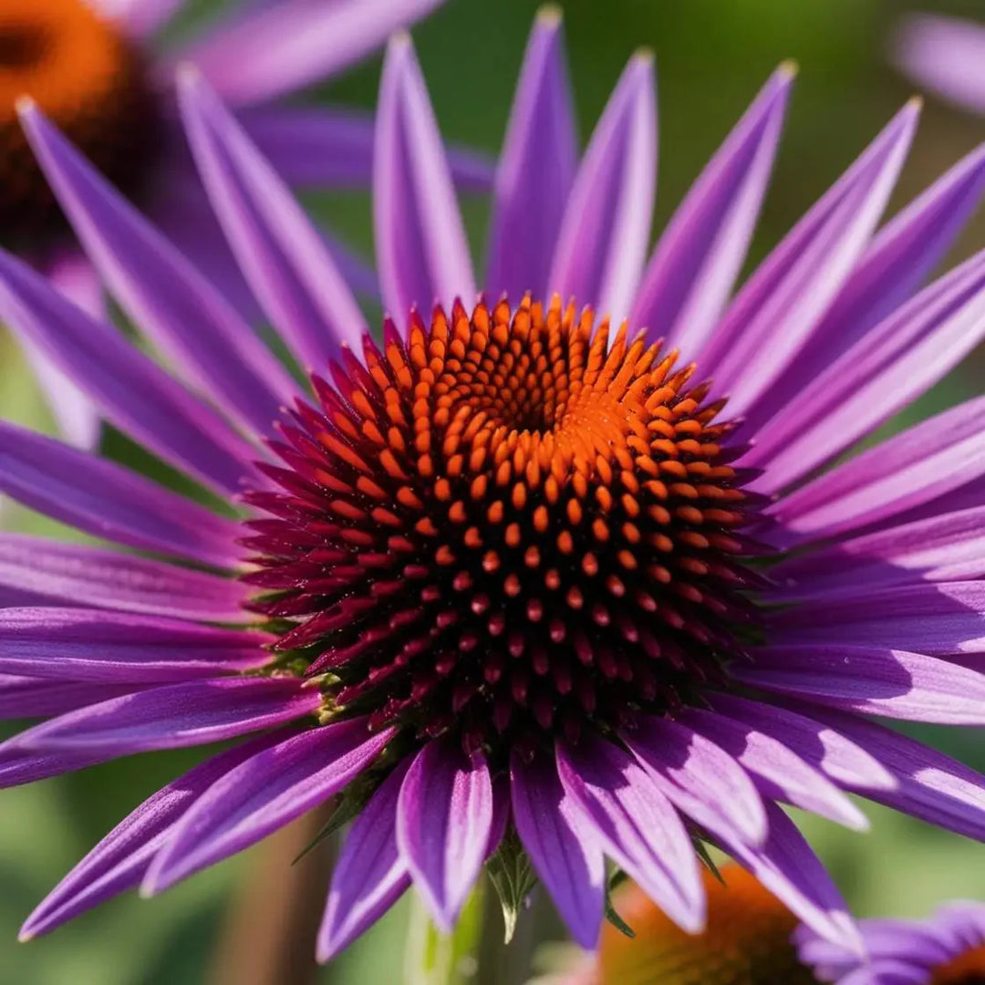 Echinacea for Immune Support