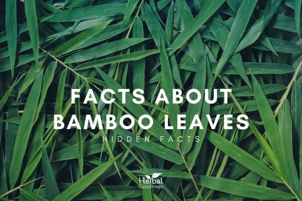 Facts About Bamboo Leaves | Herbal Goodness