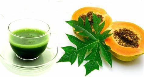 How to Use Papaya leaf Extract to Increase Blood Platelet Levels | Herbal Goodness