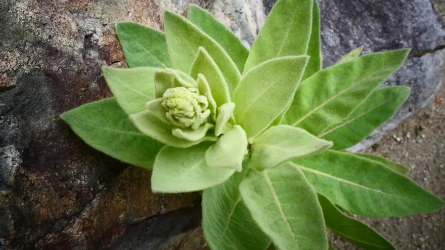 Mullein Leaf for Daily Wellness: A Natural Way to Support Your Well-being