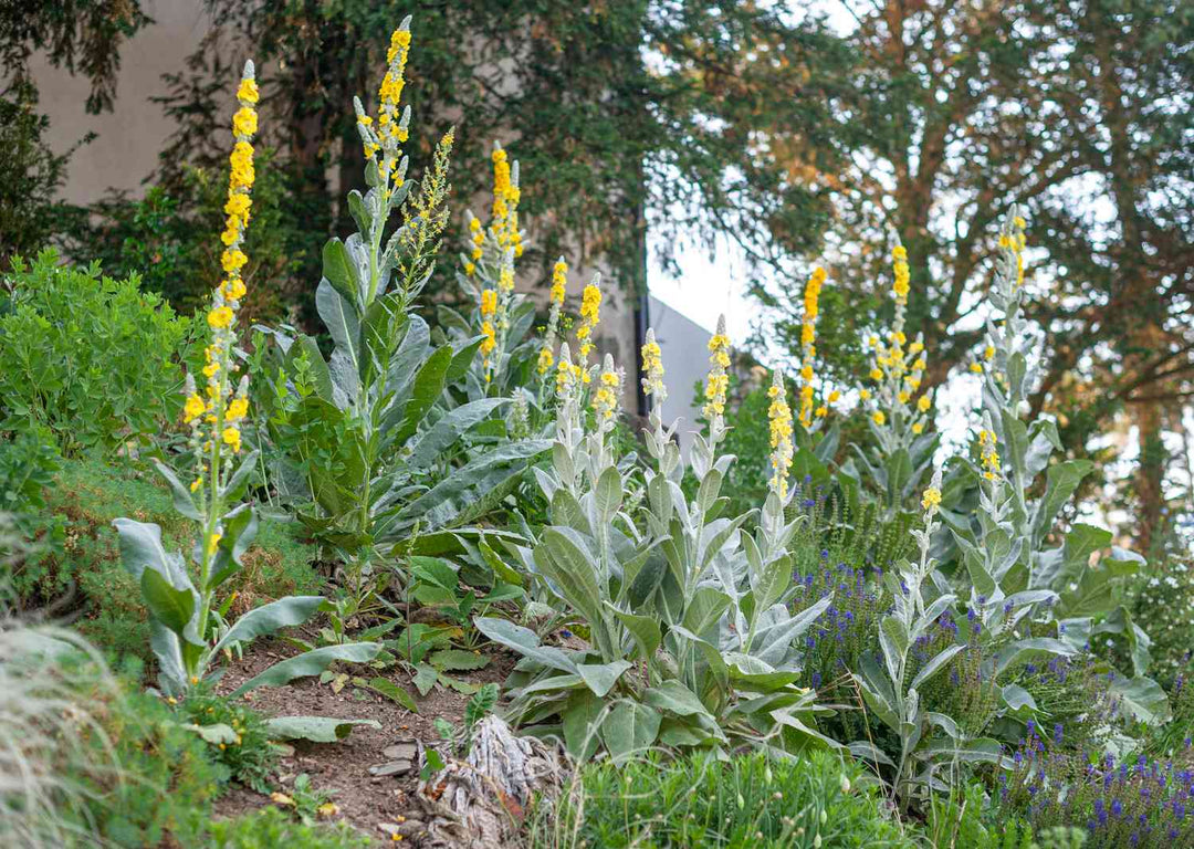 How to Incorporate Mullein Leaf into Your Daily Wellness Routine