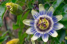 Vibrant Passion Flower with purple petals enhances mental clarity and promotes relaxation.