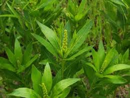 Green Stillingia Sylvatica plant with elongated leaves and small buds in herbal remedy article.