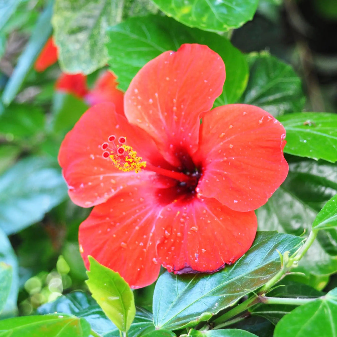 The Amazing Health Benefits of Hibiscus: A Natural Powerhouse for Wellness