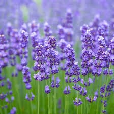 The Incredible Benefits of Lavender: Nature’s Soothing Remedy