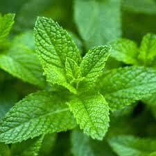 The Incredible Health Benefits of Peppermint