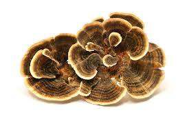 Cluster of brown Turkey Tail mushrooms with fan-like layers promoting gut health.