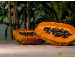 What are the edible parts of the papaya? | Herbal Goodness