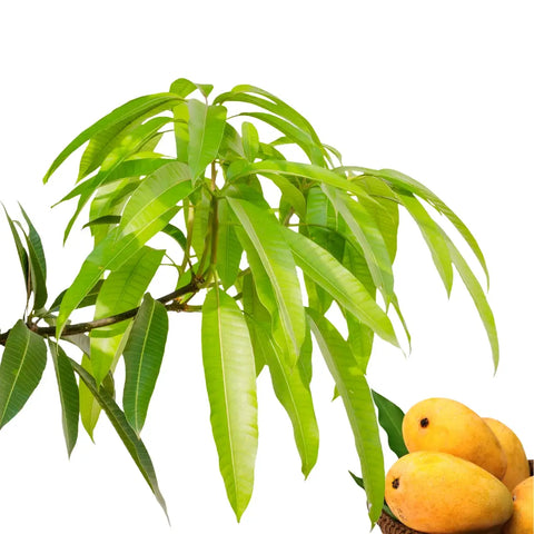 5 Secrets of Mango Leaves you need to Know