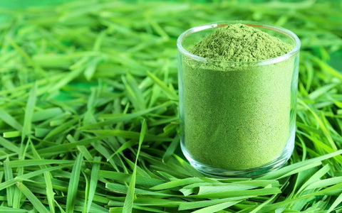 Wheatgrass