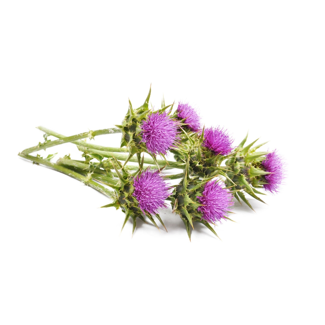 Cluster of purple thistle flowers and spiky leaves for herbal blends like Witch Hazel