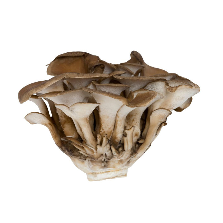 Cluster of oyster mushrooms showcasing tan caps and white stems for Mushroom Powders