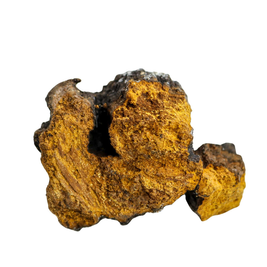 Rough golden-yellow mineral resembling Lion’s Mane in Bulk Mushroom Powders product