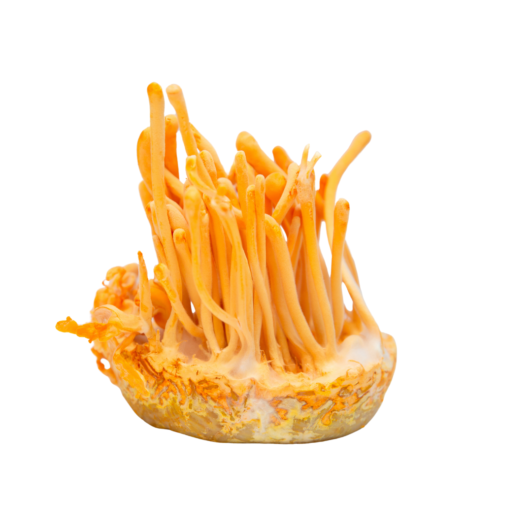 Bright orange Cordyceps mushrooms growing, ideal for mushroom powders and coffee