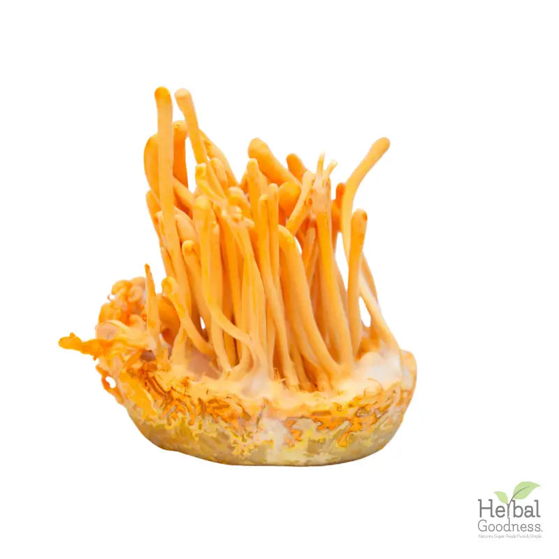 Bright orange Cordyceps mushrooms growing, ideal for mushroom powders and coffee