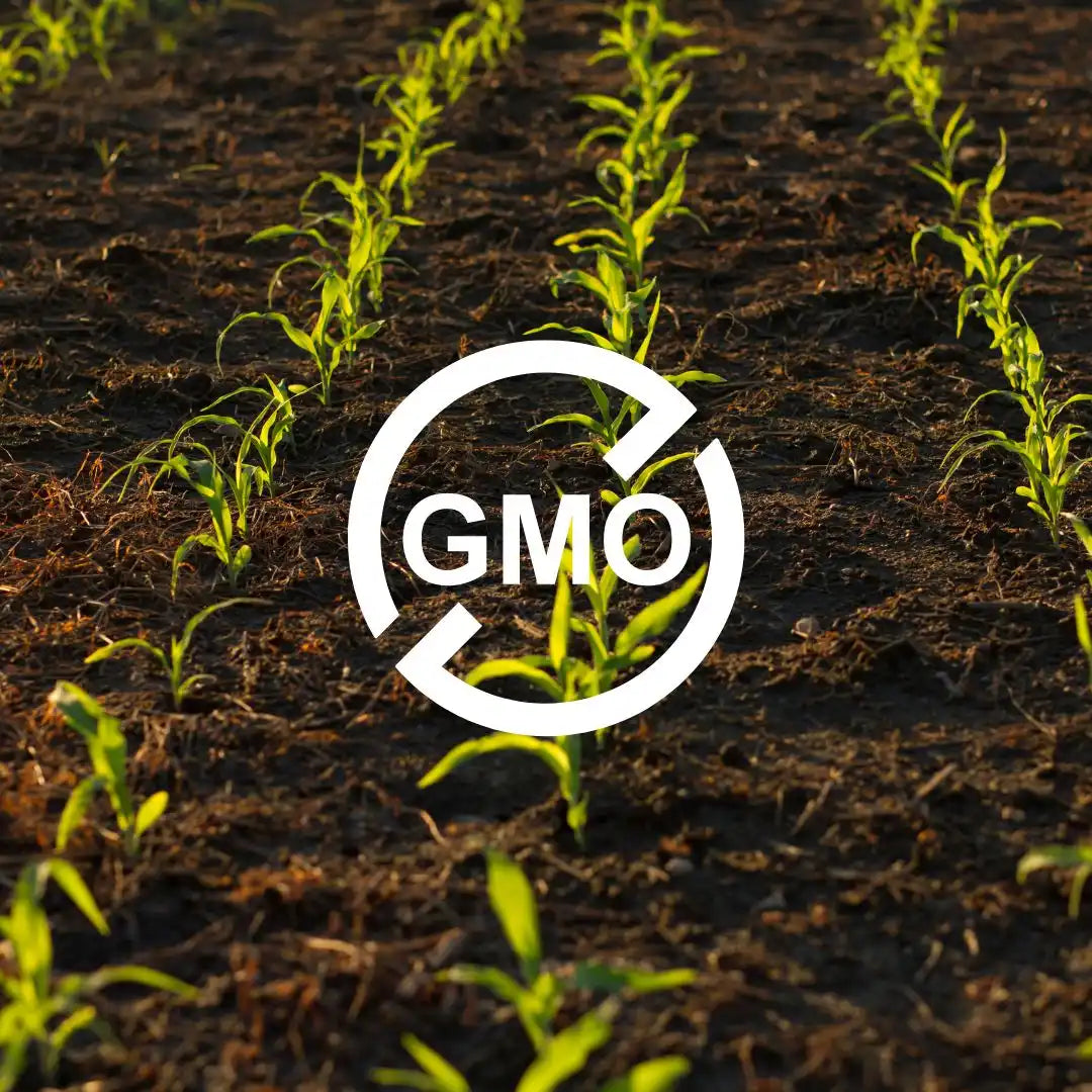 A ’No GMO’ symbol overlaid on young corn seedlings.