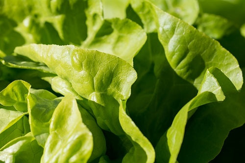 Green leafy vegetable salad