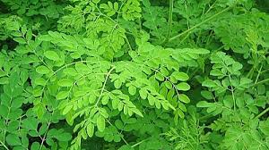 Moringa: Nature’s Detox Powerhouse