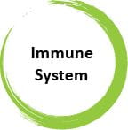 Immune System Function Herbal Goodness