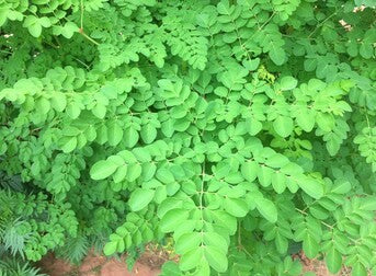 Moringa Leaves