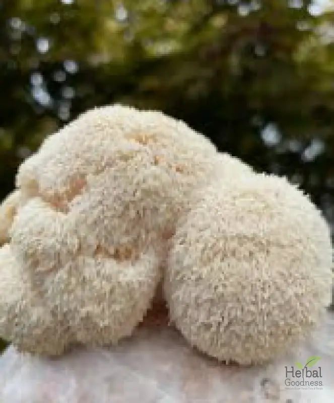 Plush toy rabbit with floppy ears beside Mushroom Powders for brain power boost