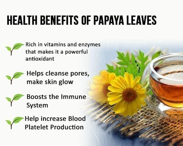 Papaya Leaf Tea - 24/2g Tea bags - Blood Platelets, Digestion & Immunity - Herbal Goodness Tea & Infusions Herbal Goodness 