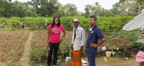 herbal papaya farmers