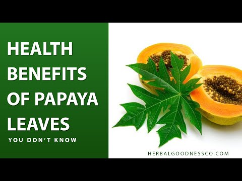 Papaya Seed Extract Organic Healthy Blood Platelets Herbal Goodness